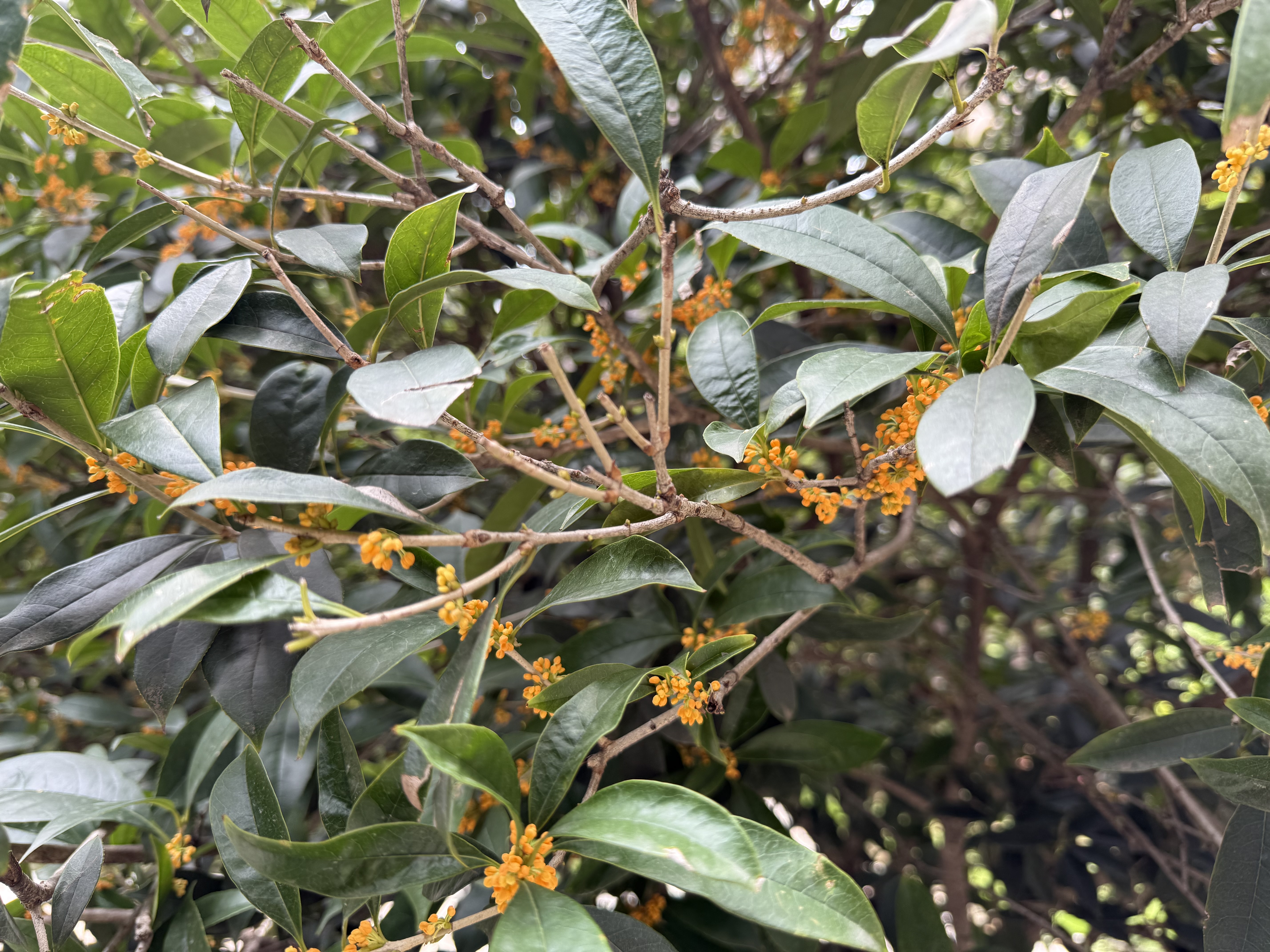 Osmanthus flower